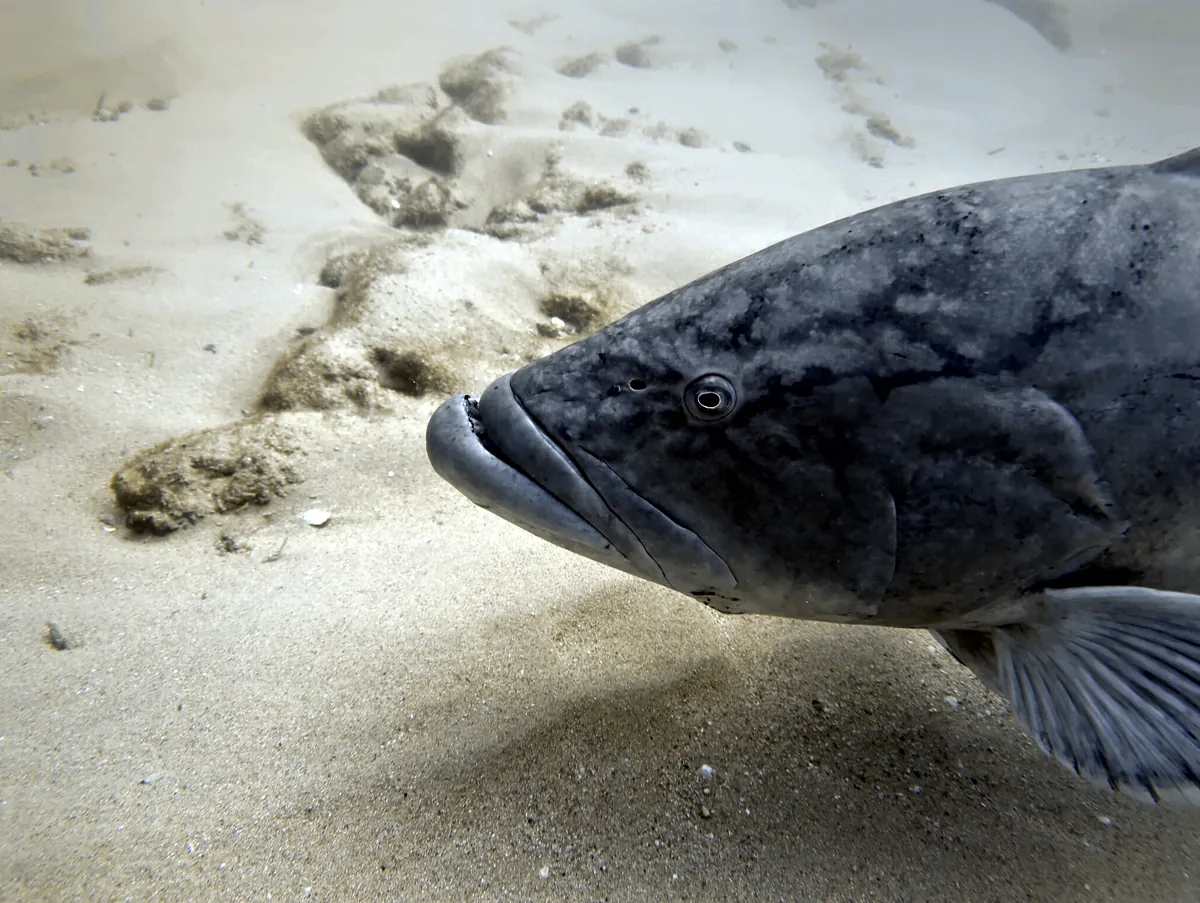 Broomtail Grouper