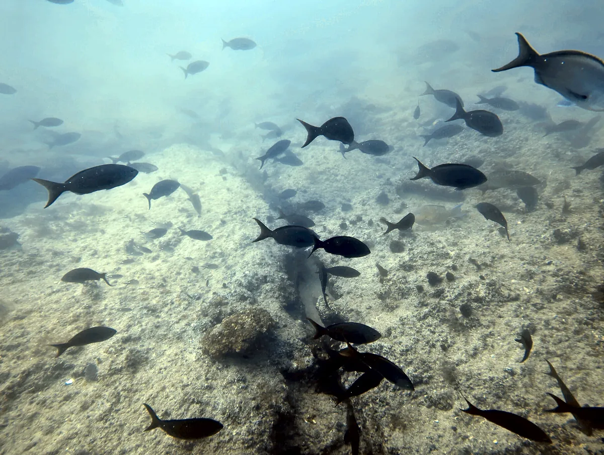 Pacific Creolefish