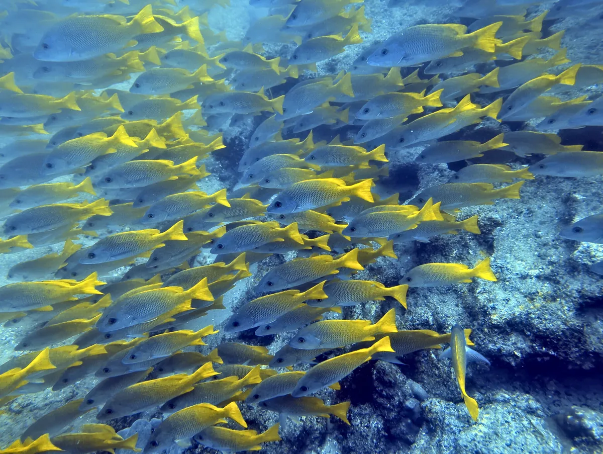 Yellow Snapper