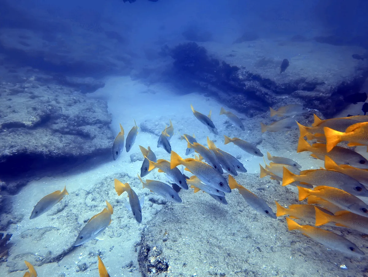 Yellow Snapper
