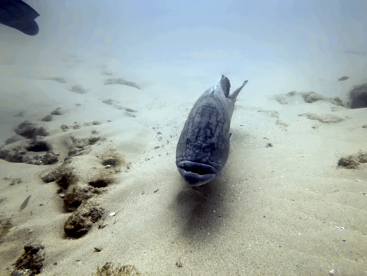Broomtail Grouper