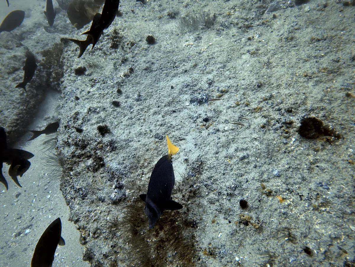 Yellowtail Surgeonfish