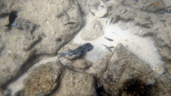 Scissortail Damselfish