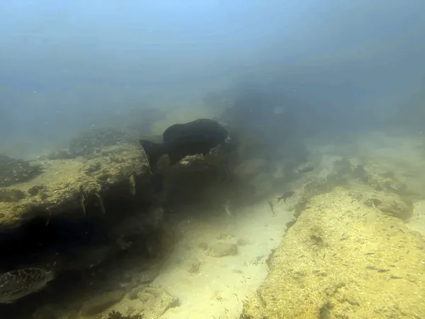 Gulf Grouper