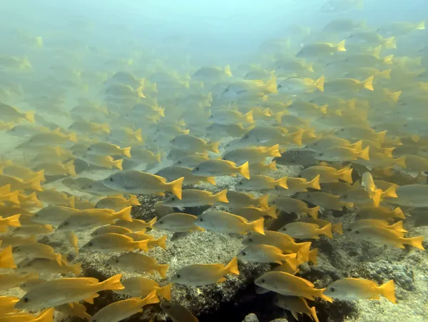 Yellow Snapper