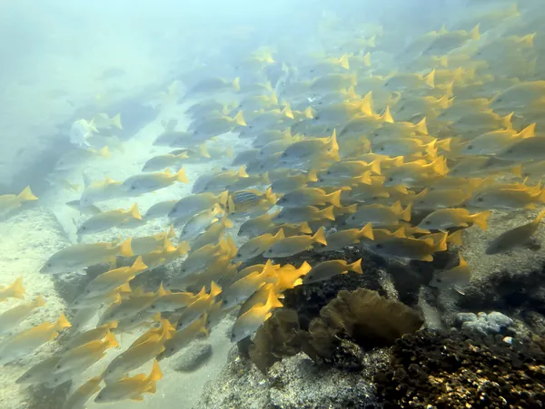 Panamic Porkfish
