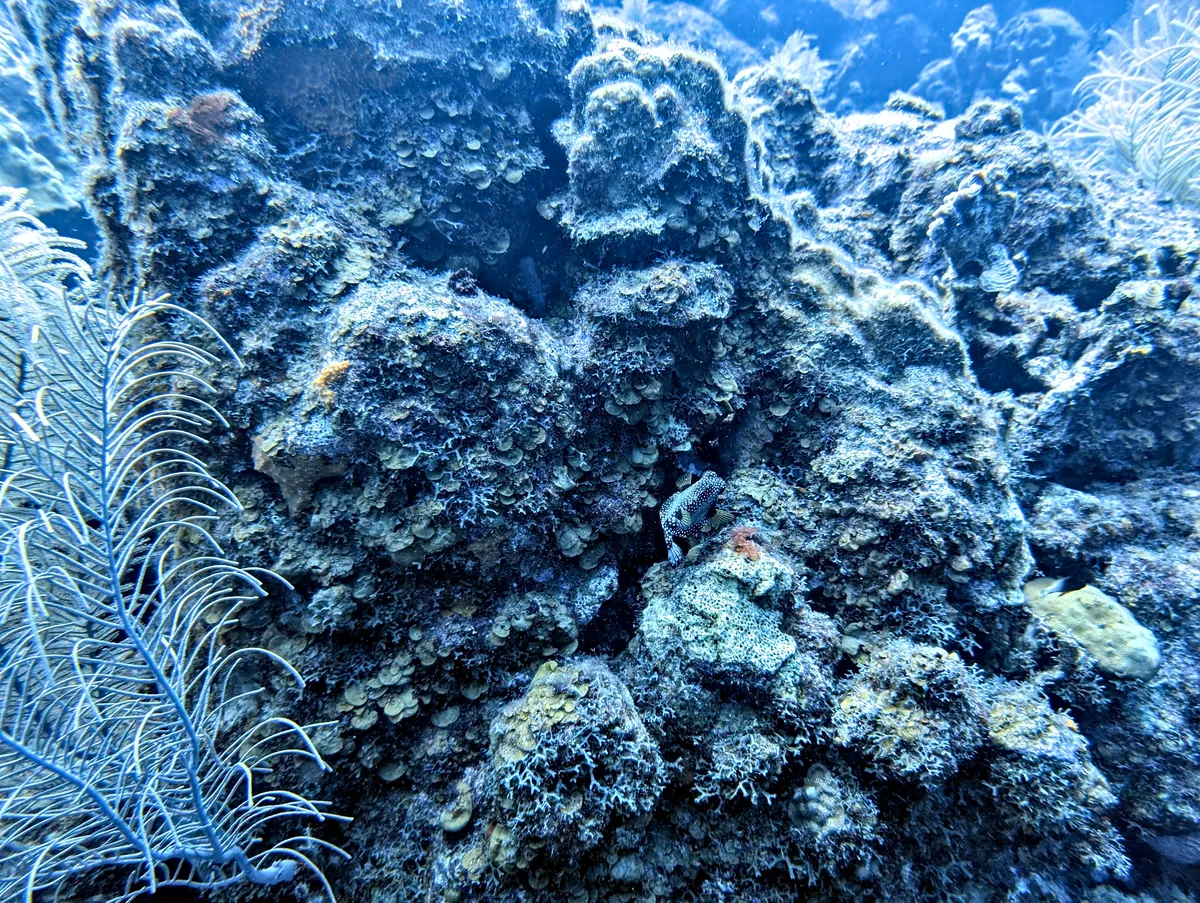 Smooth Trunkfish