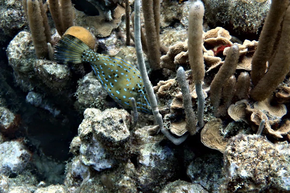 Scrawled Filefish