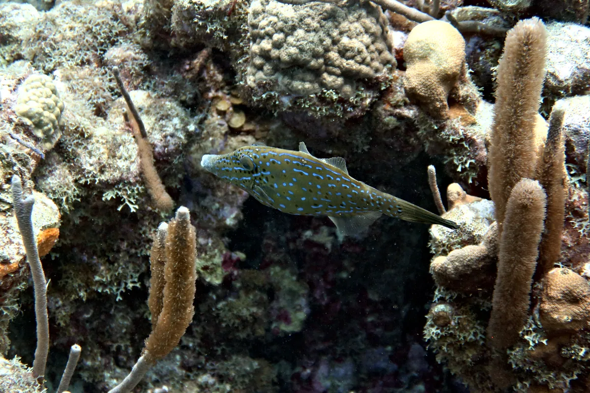 Scrawled Filefish