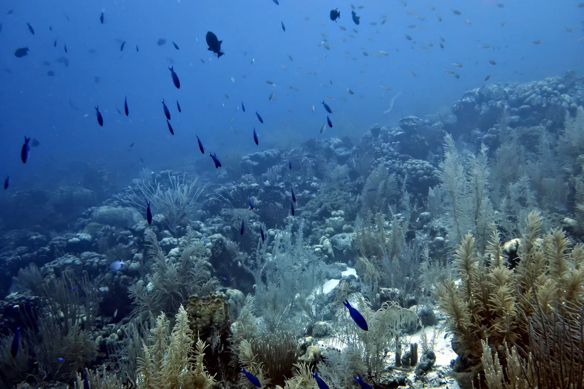 Blue Chromis
