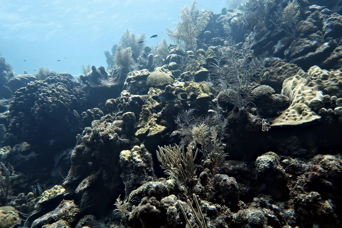 Reef Parrotfish