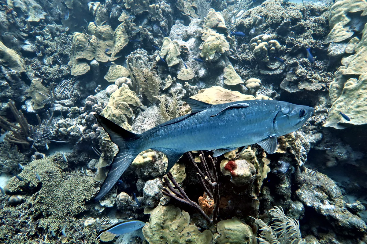 Tarpon