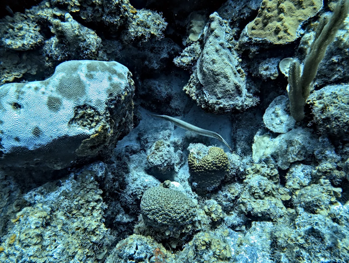Trumpetfish
