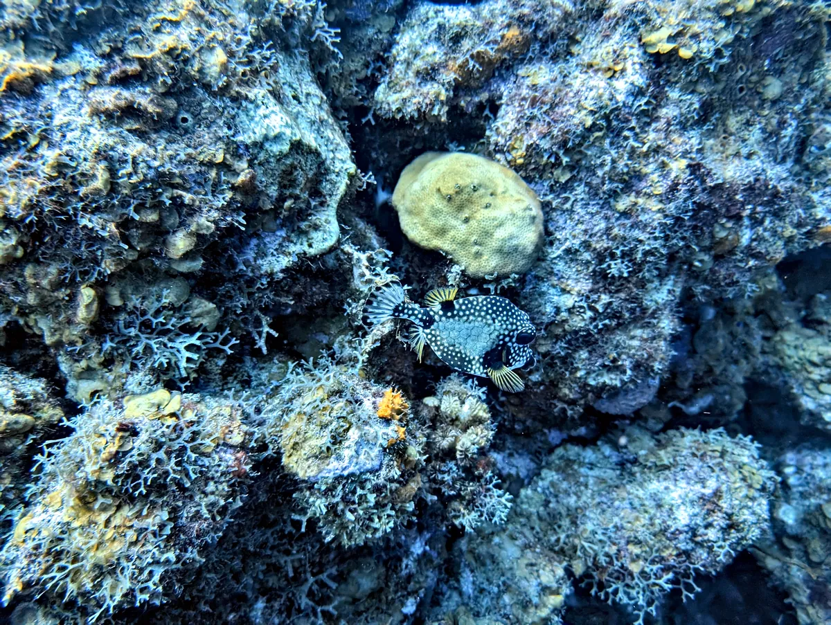 Smooth Trunkfish