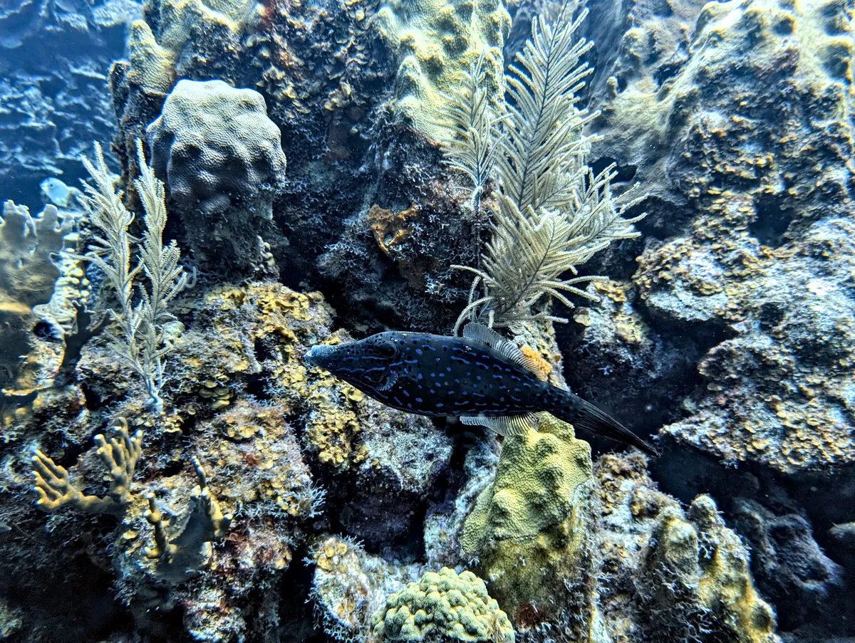 Scrawled Filefish