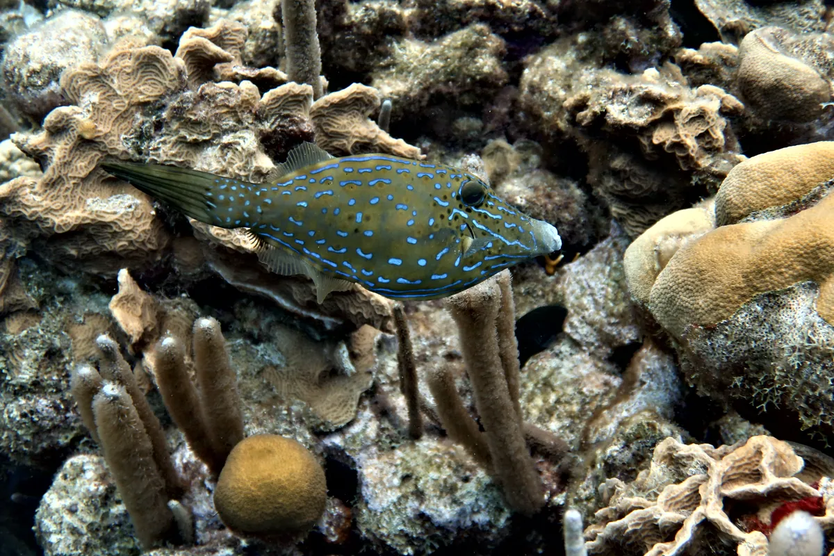 Scrawled Filefish