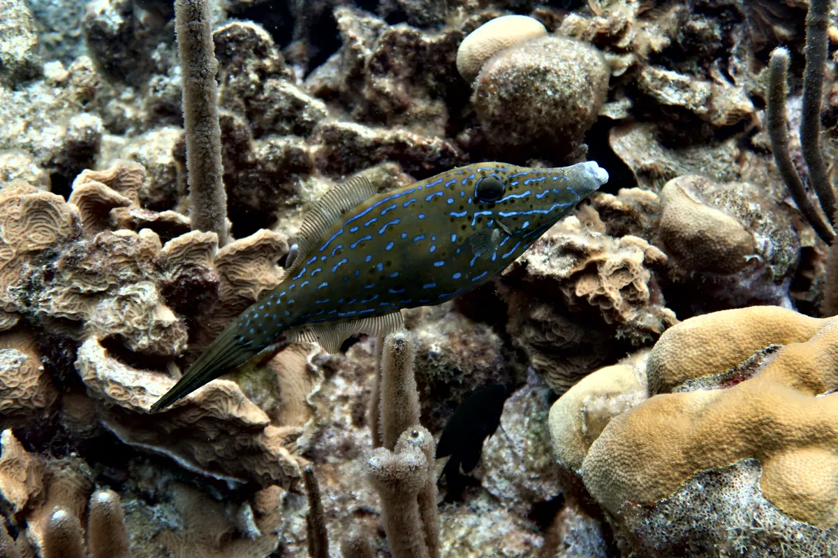 Scrawled Filefish