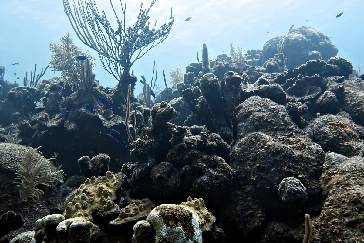 Creole Wrasse