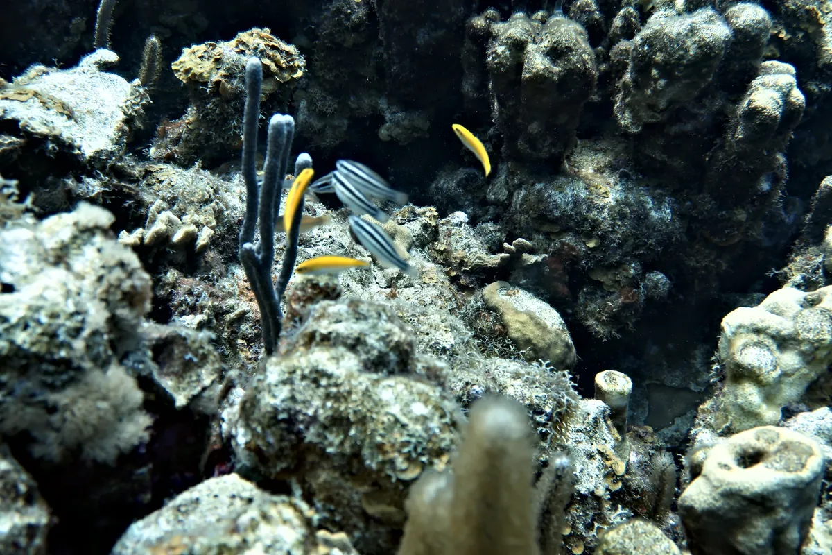 Princess Parrotfish