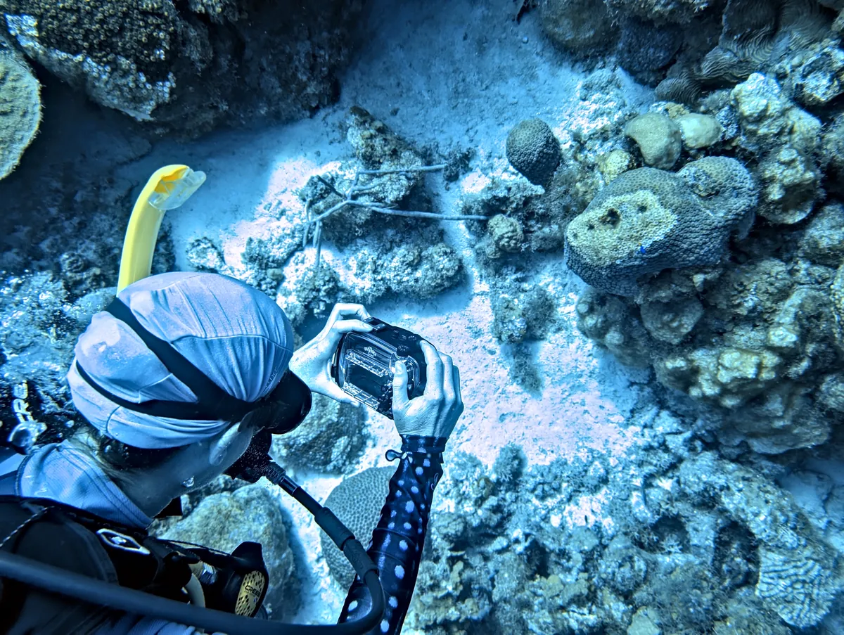 Yellowtail Damselfish