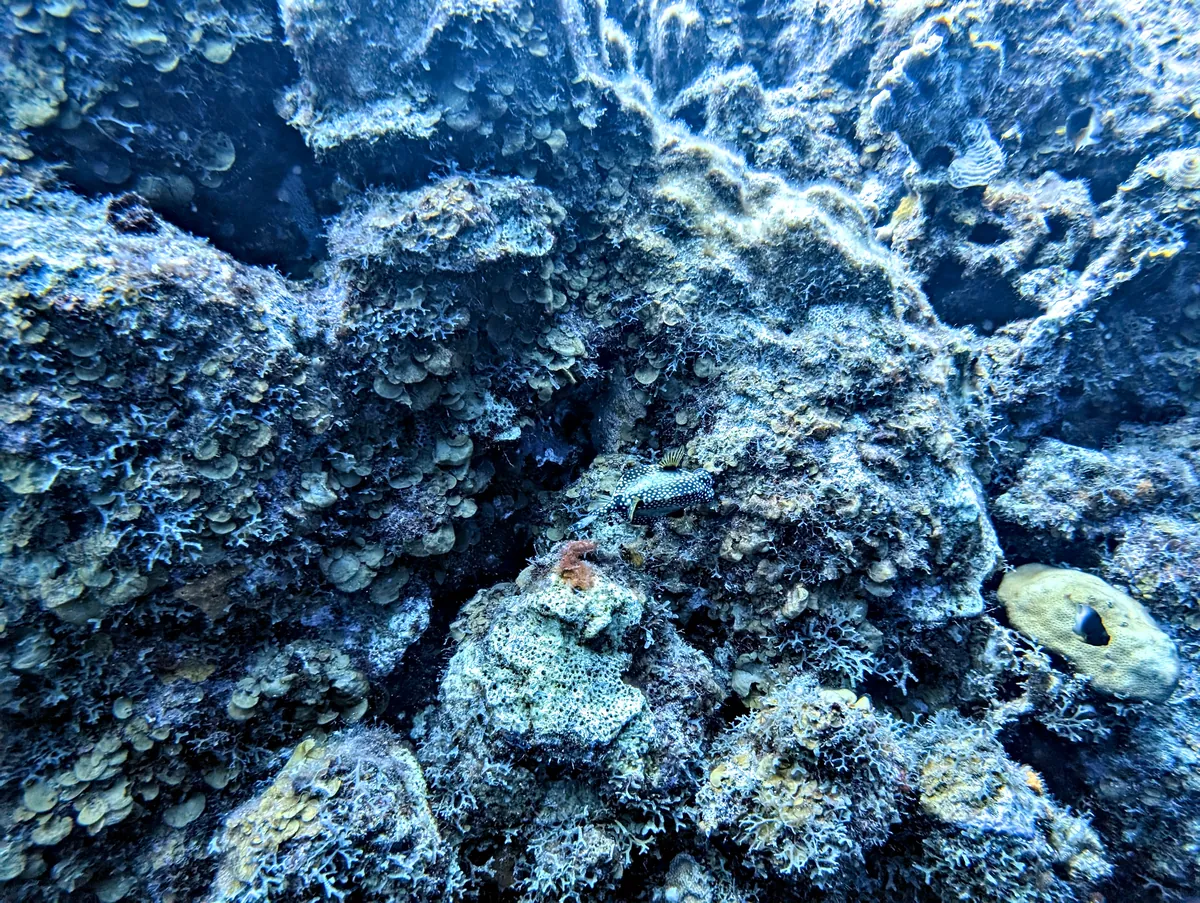 Smooth Trunkfish