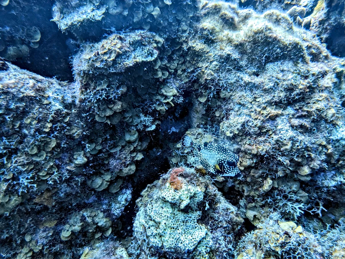 Smooth Trunkfish