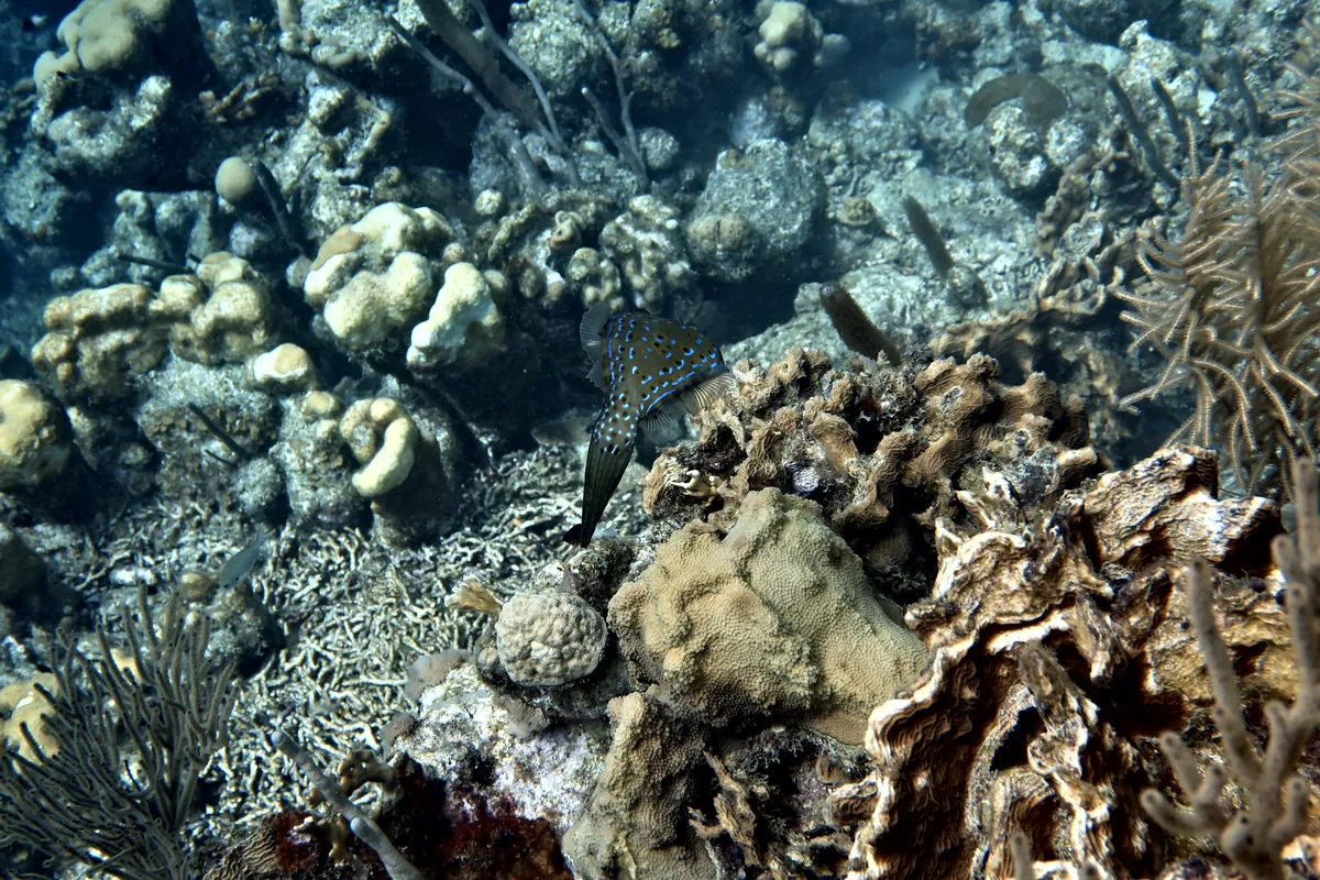 Scrawled Filefish
