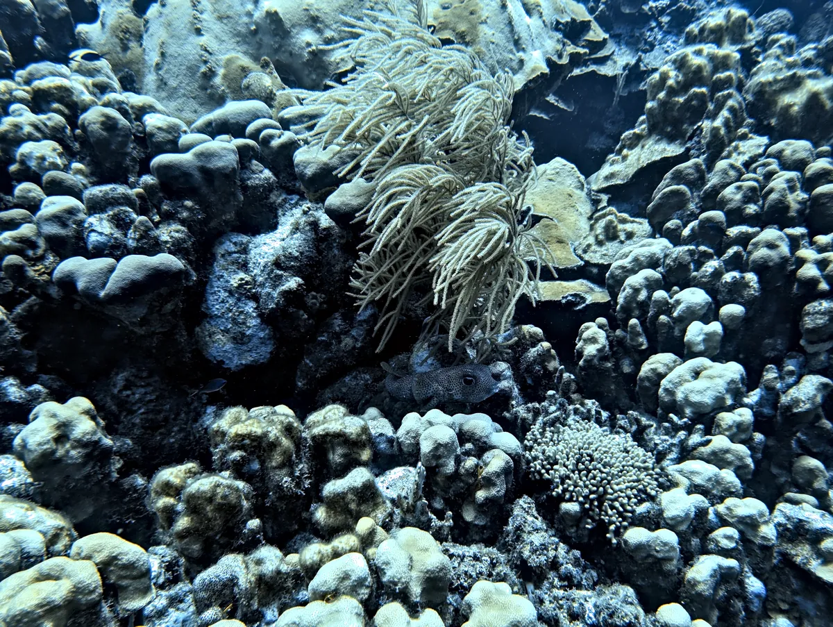Porcupinefish