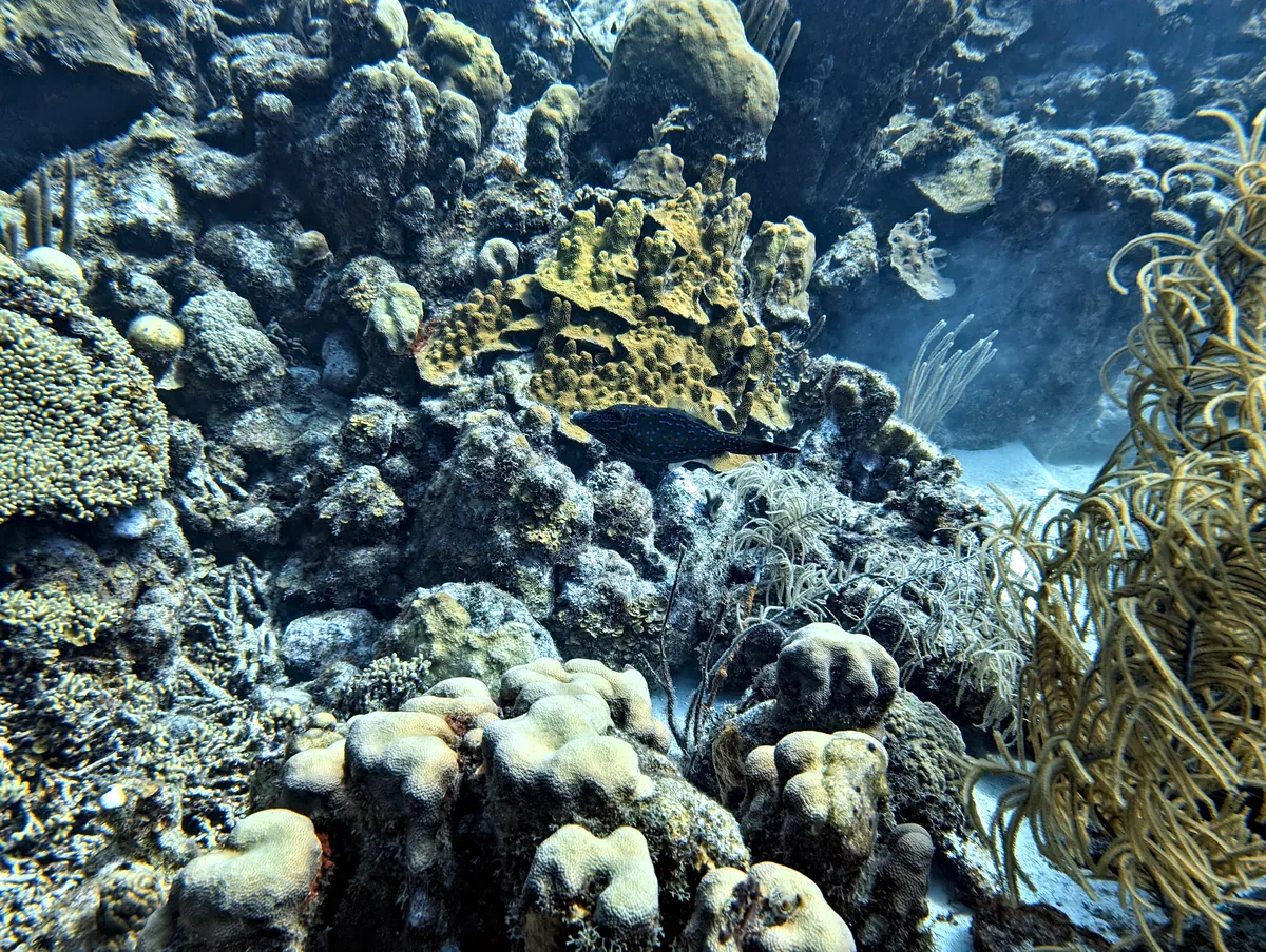 Scrawled Filefish