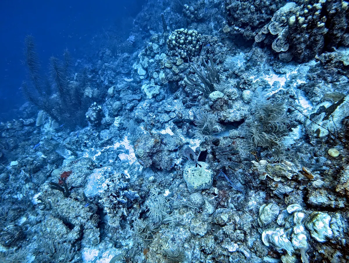 Porcupinefish