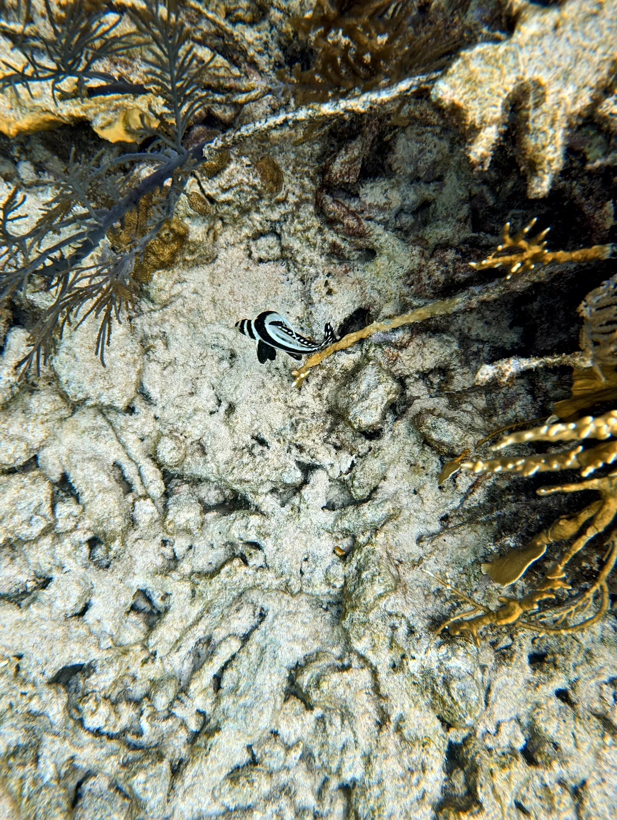 Spotted Drum