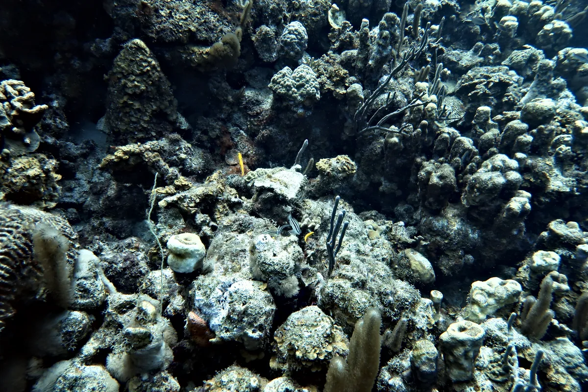 Princess Parrotfish