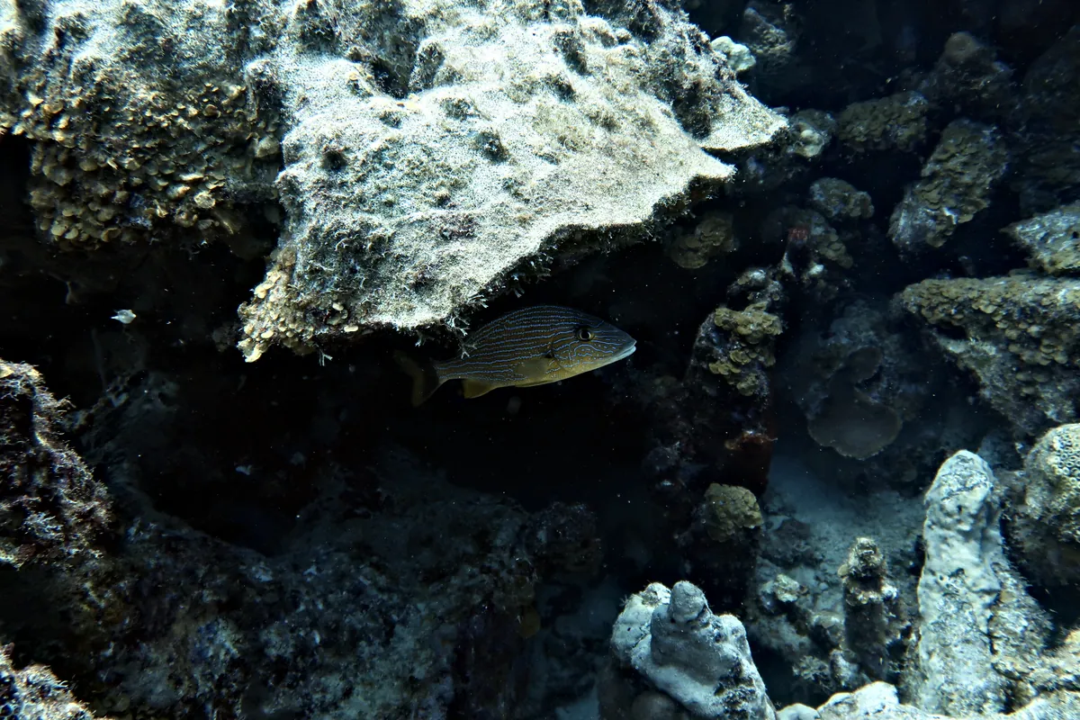 Bluestriped Grunt