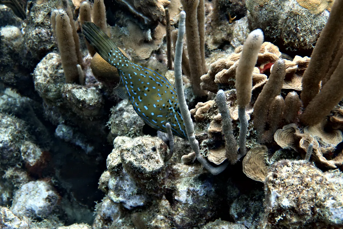 Scrawled Filefish