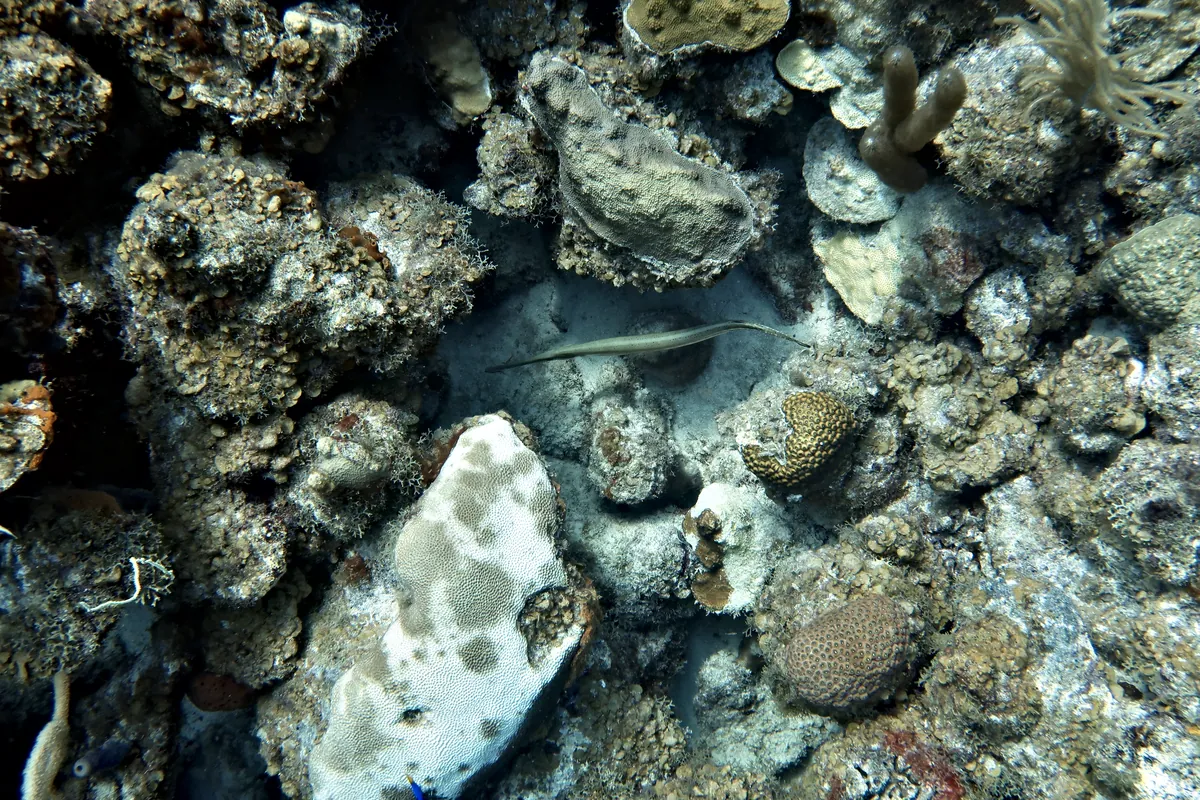 Trumpetfish