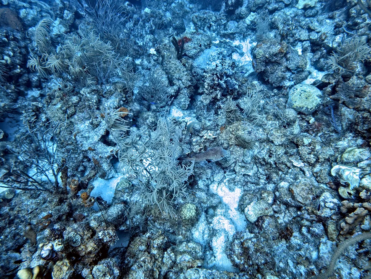 Porcupinefish