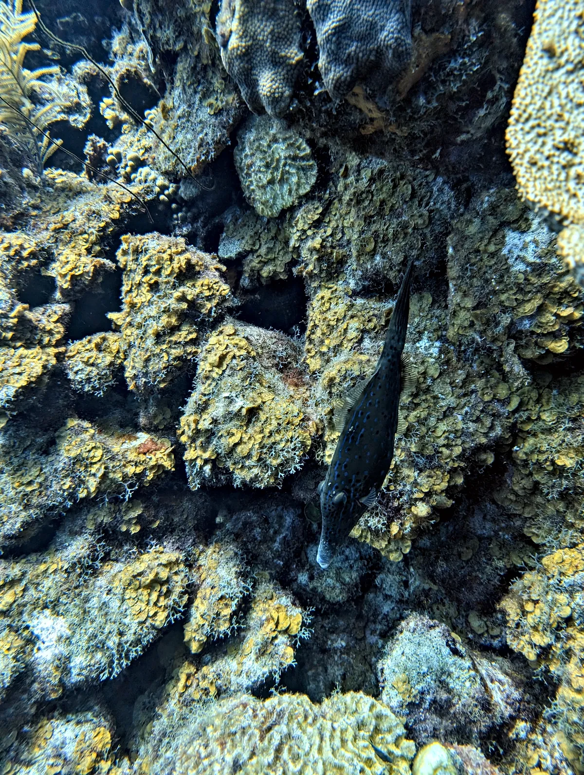Scrawled Filefish