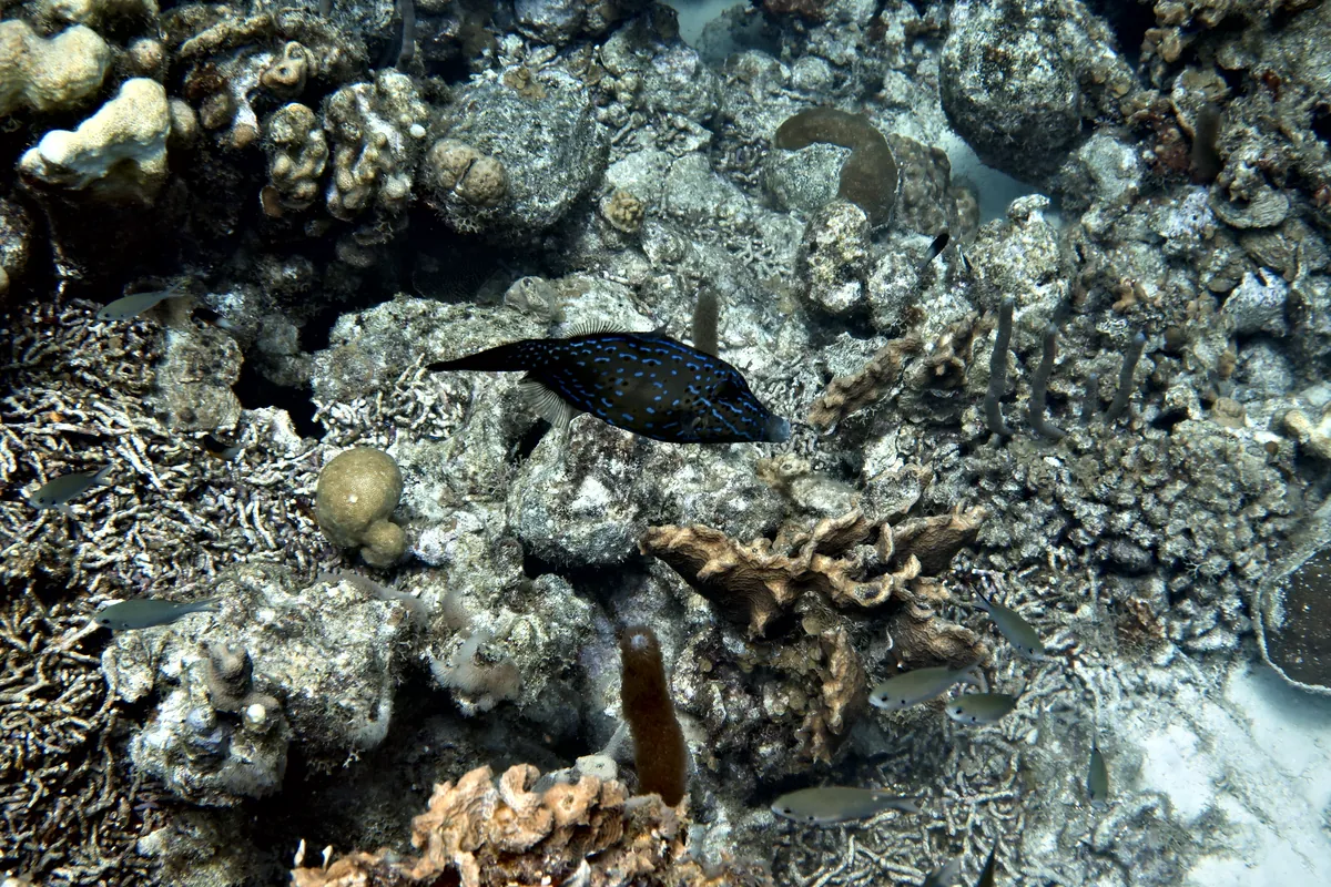 Scrawled Filefish