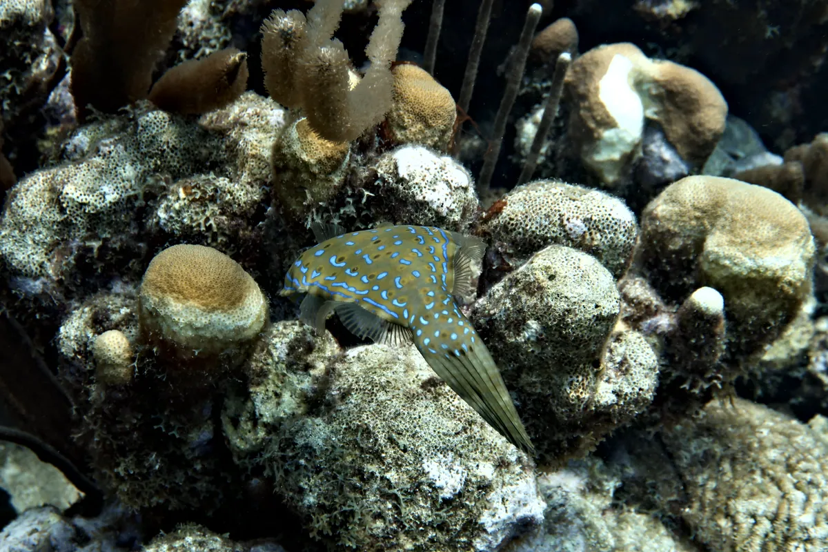 Scrawled Filefish