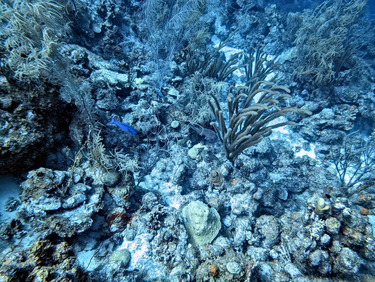 Porcupinefish