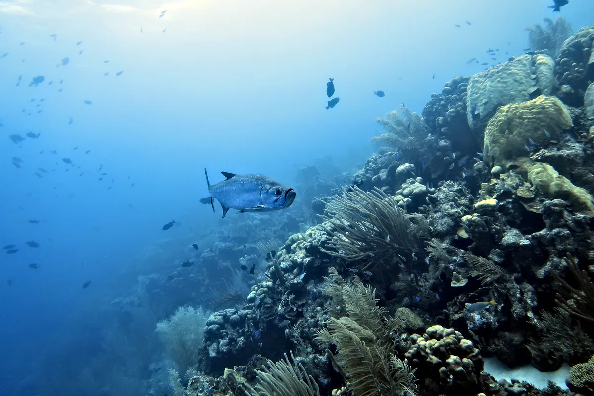 Tarpon
