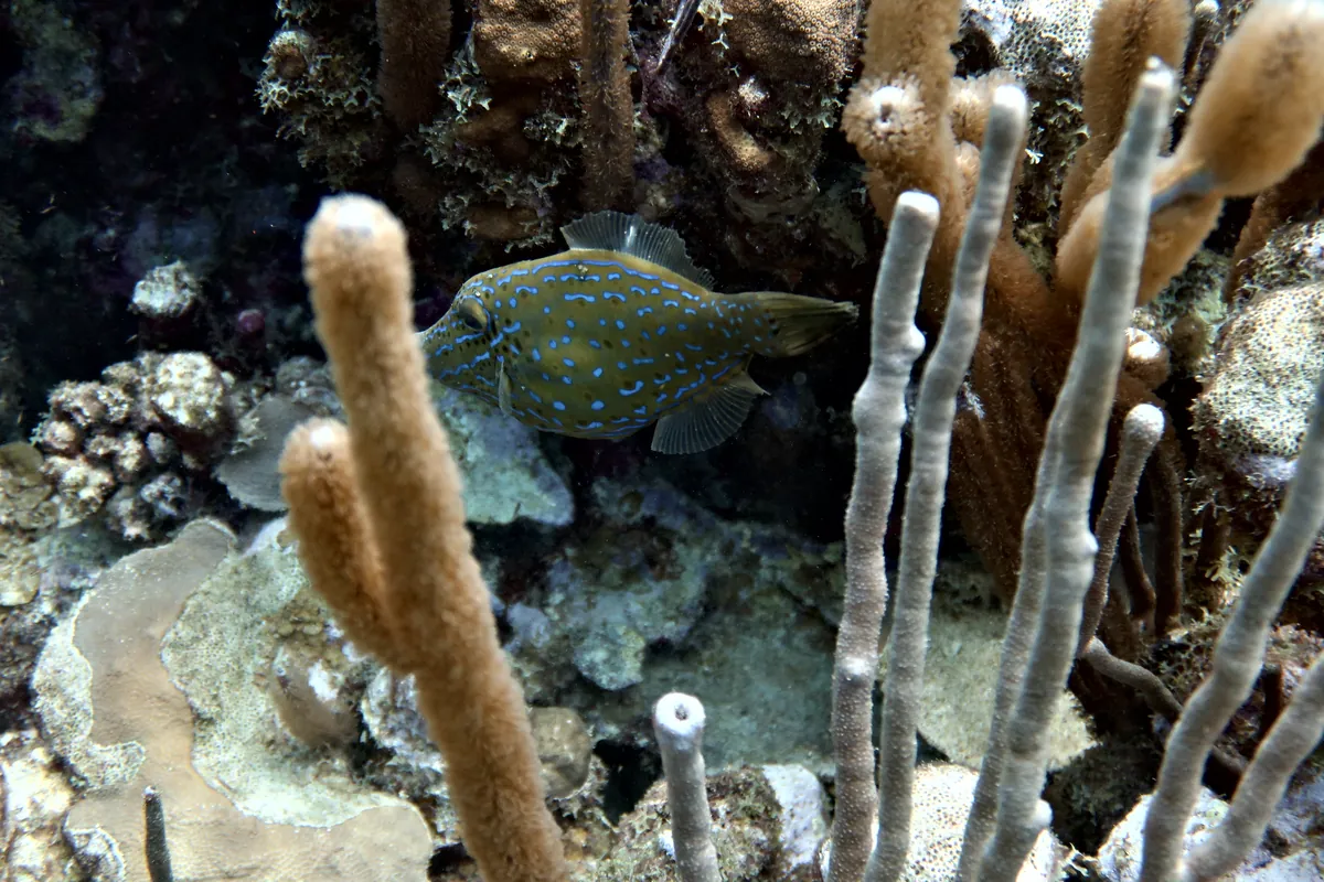 Scrawled Filefish