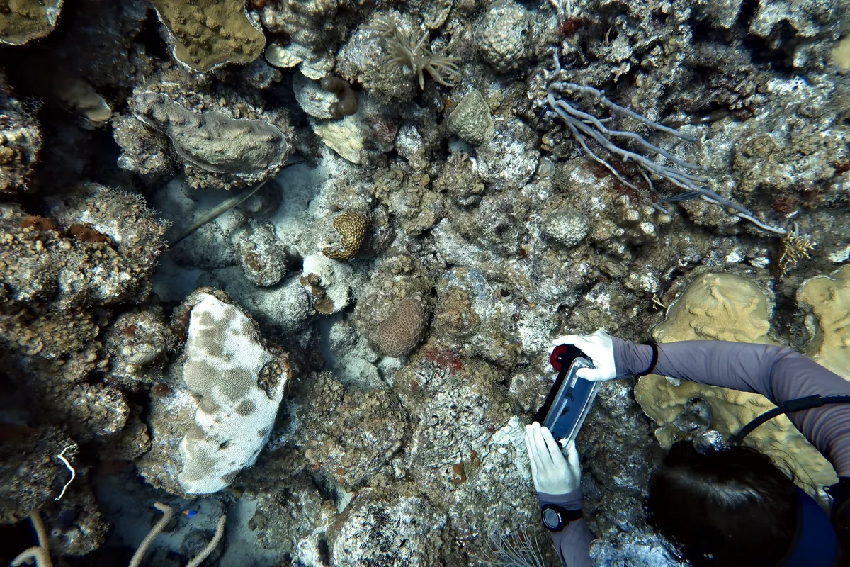 Trumpetfish