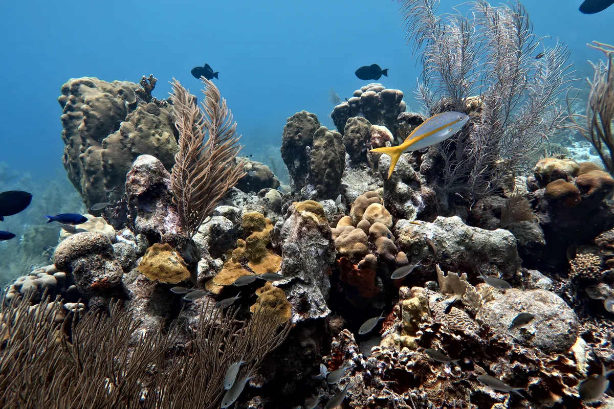 Yellowtail Snapper