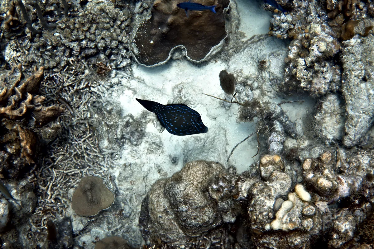 Scrawled Filefish