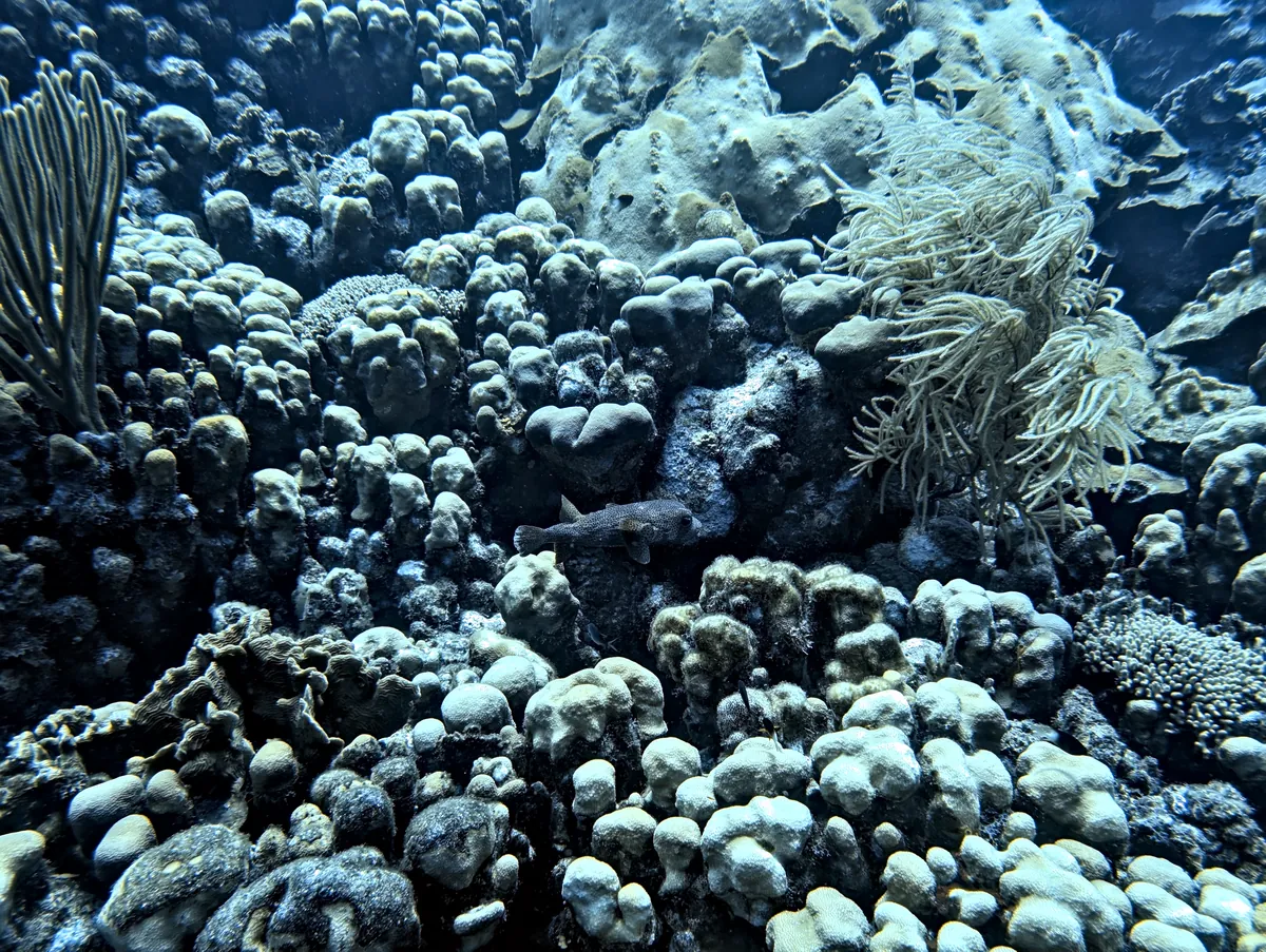 Porcupinefish