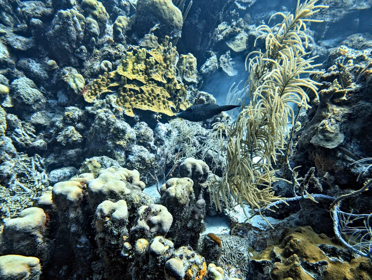 Scrawled Filefish