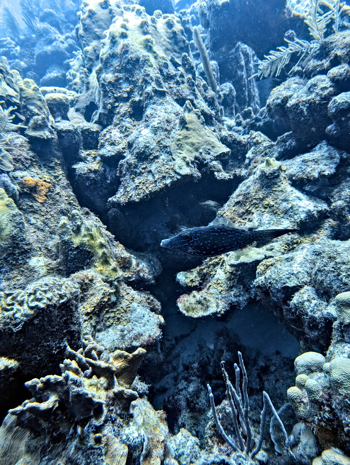 Scrawled Filefish