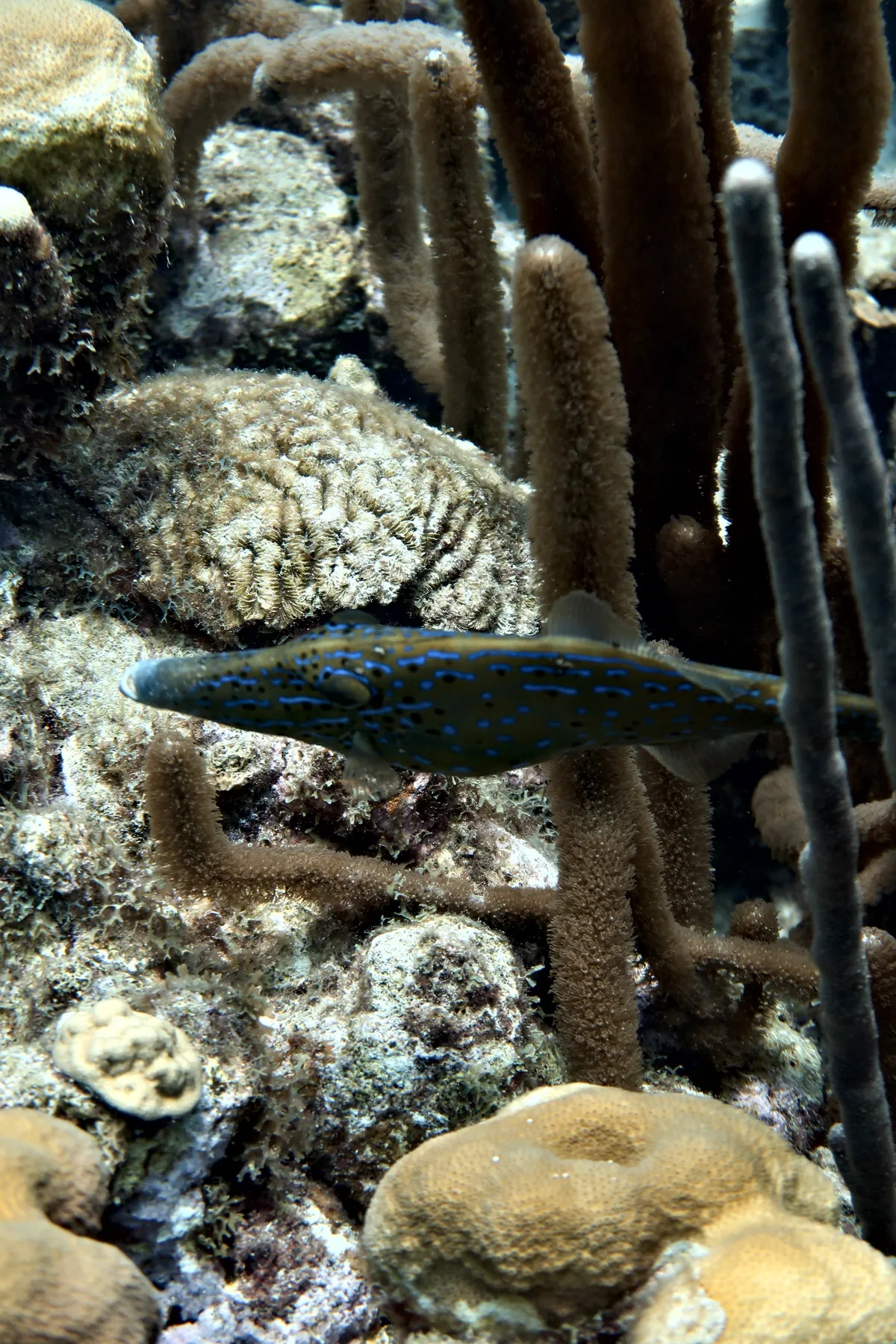 Scrawled Filefish