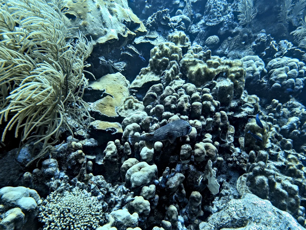 Porcupinefish